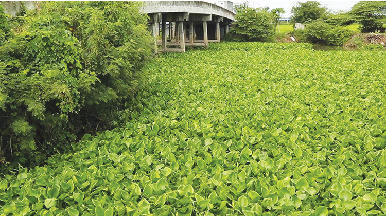 ‘หยุด เก็บ บ่อย’ กำจัดผักตบชวา รักษาสิ่งแวดล้อม ลำคลองสวยใส  