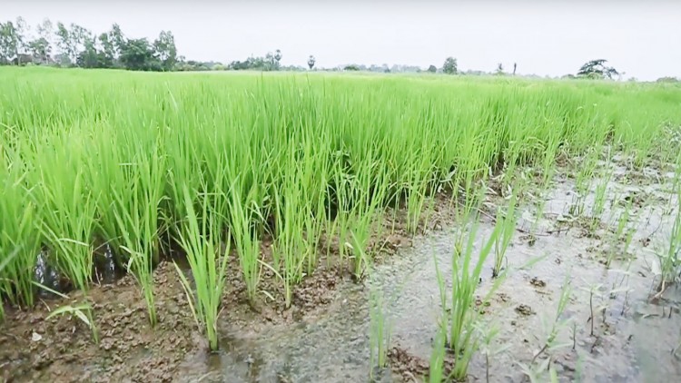 ภูมิปัญญา‘นาแห้งนาเปียก’ ลด‘ต้นทุน’ปลูกข้าวของไทย