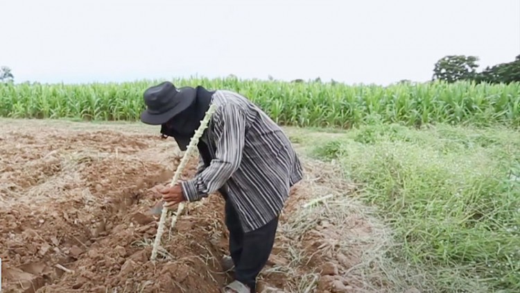 ‘เกษตรดิจิทัล’ปั้นฝัน ไร่มันสำปะหลัง‘ยุคใหม่’