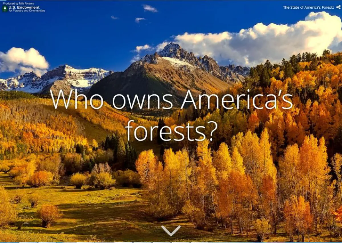 สหรัฐและสากลตีค่าไม้มีค่าอย่างไร 