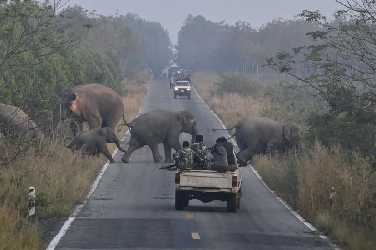 ติดปลอดคอช้าง ก้าวแรกการศึกษาพฤติกรรม-ลดความขัดแย้งประชาชน