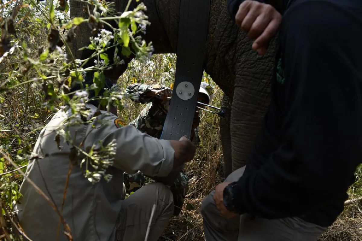 ติดปลอดคอช้าง ก้าวแรกการศึกษาพฤติกรรม-ลดความขัดแย้งประชาชน