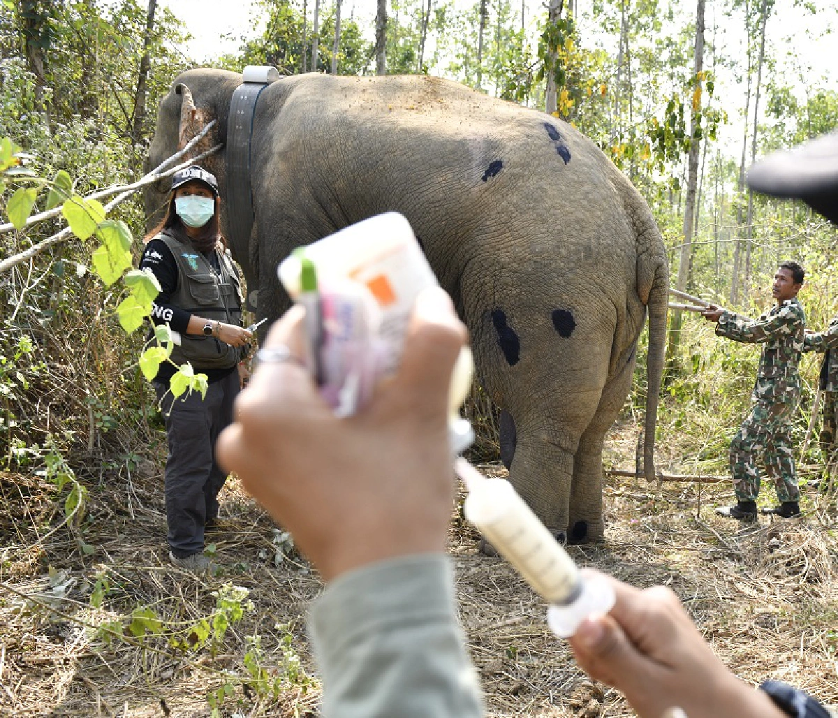 ติดปลอดคอช้าง ก้าวแรกการศึกษาพฤติกรรม-ลดความขัดแย้งประชาชน