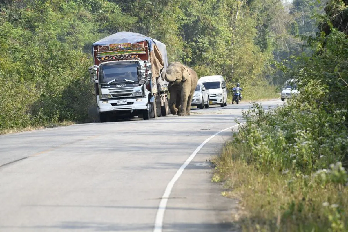 ติดปลอดคอช้าง ก้าวแรกการศึกษาพฤติกรรม-ลดความขัดแย้งประชาชน