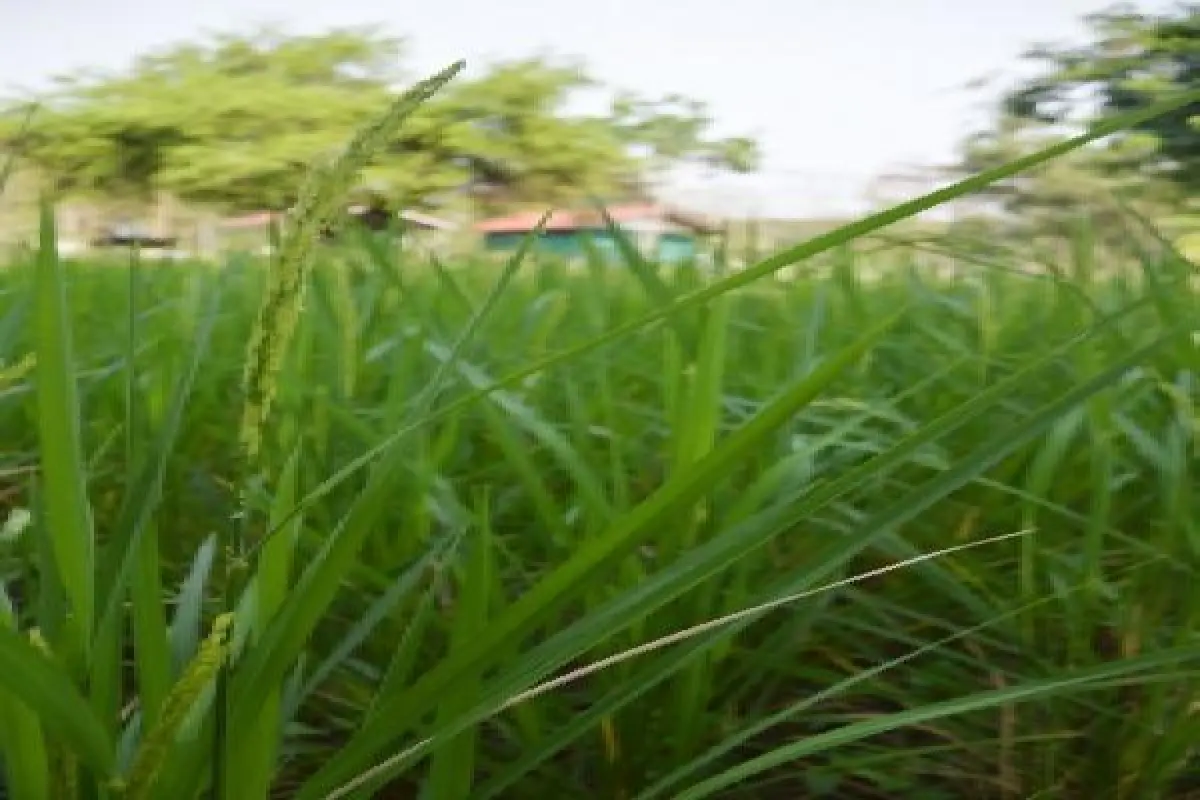 เปิดงานวิจัยข้าวไร่ คืนถิ่นอีสาน 