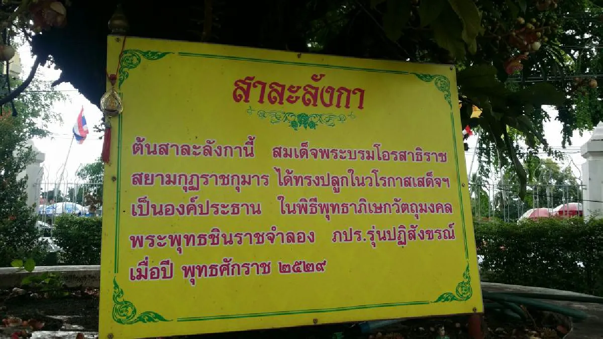 ต้นสาละลังกา 'ร.10' ทรงปลูกเมื่อ30ปี ออกดอกบานหอมทั่ววัดใหญ่