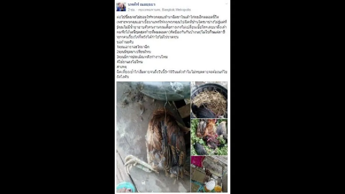 หนุ่มโวยปศุสัตว์ทำไก่ชนกว่า 100 ตัวตาย หลังเข้าฉีดยาฆ่าเชื้อ