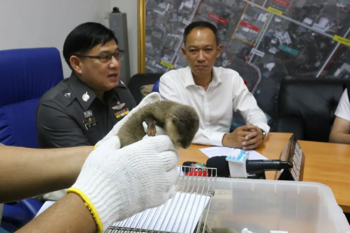 จับหนุ่มค้าสัตว์ป่า 'นกเค้าใหญ่พันธุ์สุมาตรา' ตัวเดียวในไทย