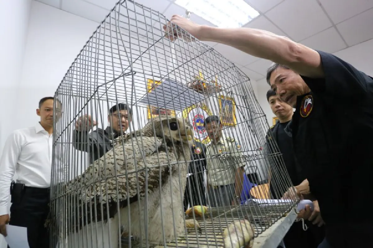 จับหนุ่มค้าสัตว์ป่า 'นกเค้าใหญ่พันธุ์สุมาตรา' ตัวเดียวในไทย