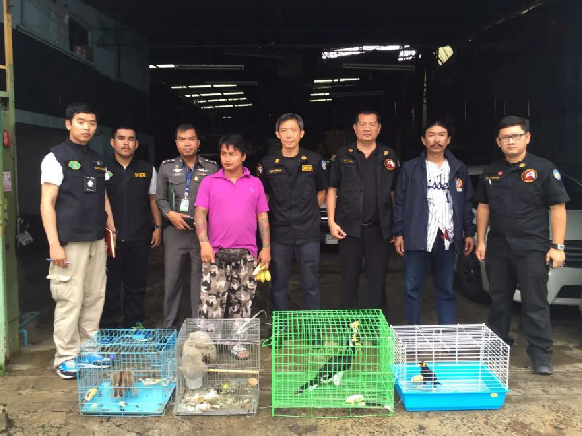 จับหนุ่มค้าสัตว์ป่า 'นกเค้าใหญ่พันธุ์สุมาตรา' ตัวเดียวในไทย