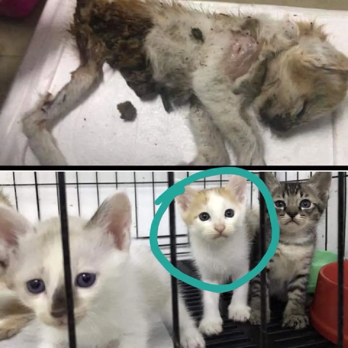 'ดีเจสาว' ดอดให้ปากคำกลางดึก-หิ้วซากแมวให้ตรวจ