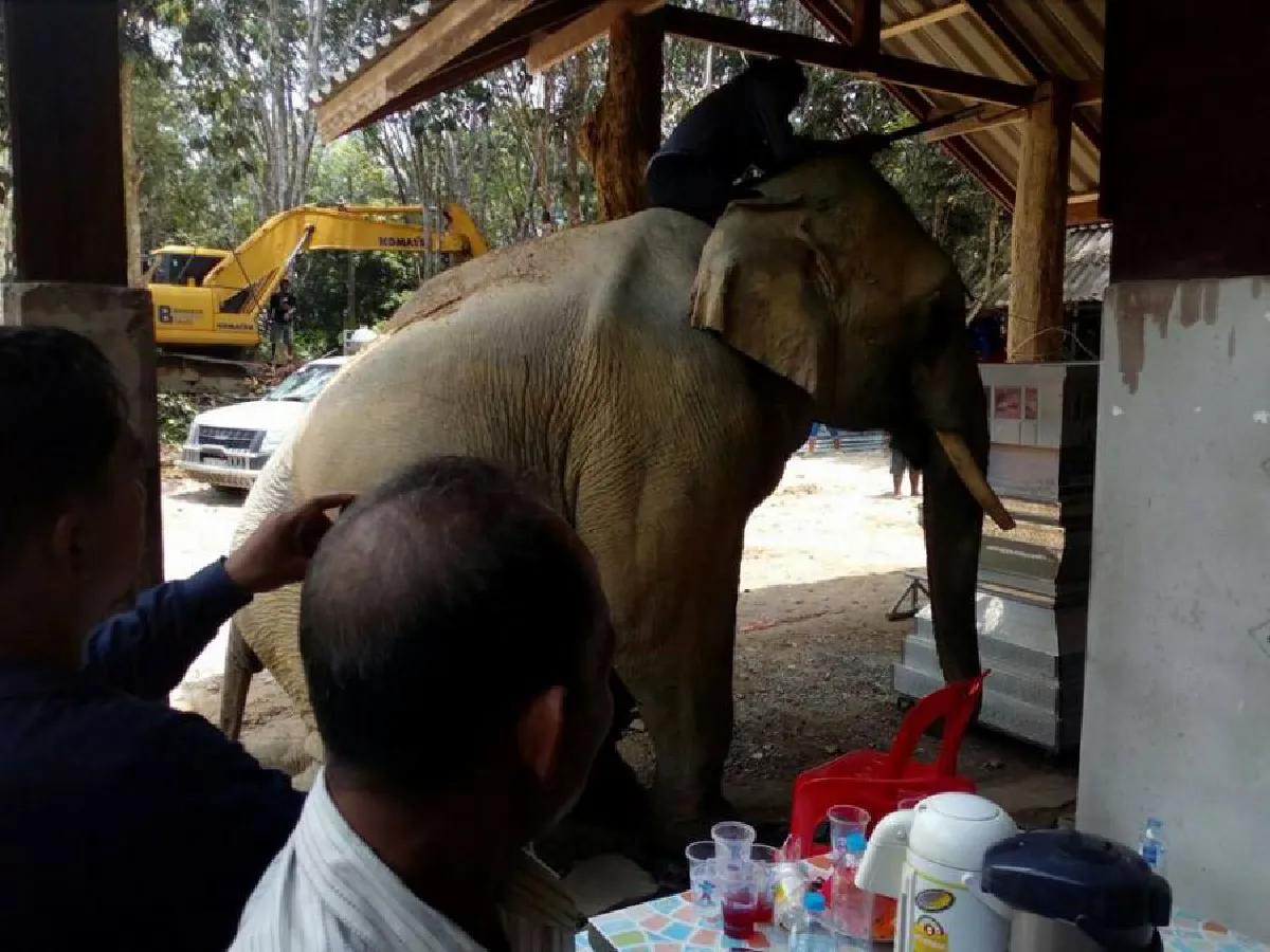 คนตะลึงทั้งงาน! ช้างถอดหลักวิ่งร้องไห้ไปกราบศพควาญช้าง