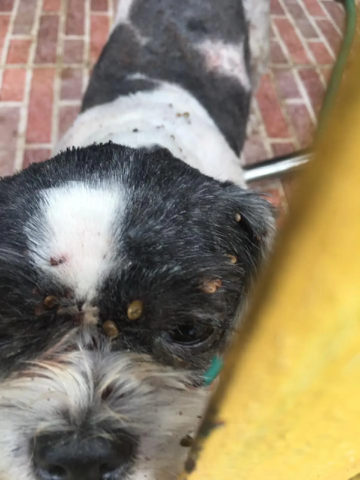 แชร์กระหึ่ม ปิดบ้านทิ้ง 'ไซบีเรีย' นอนตายอนาถ