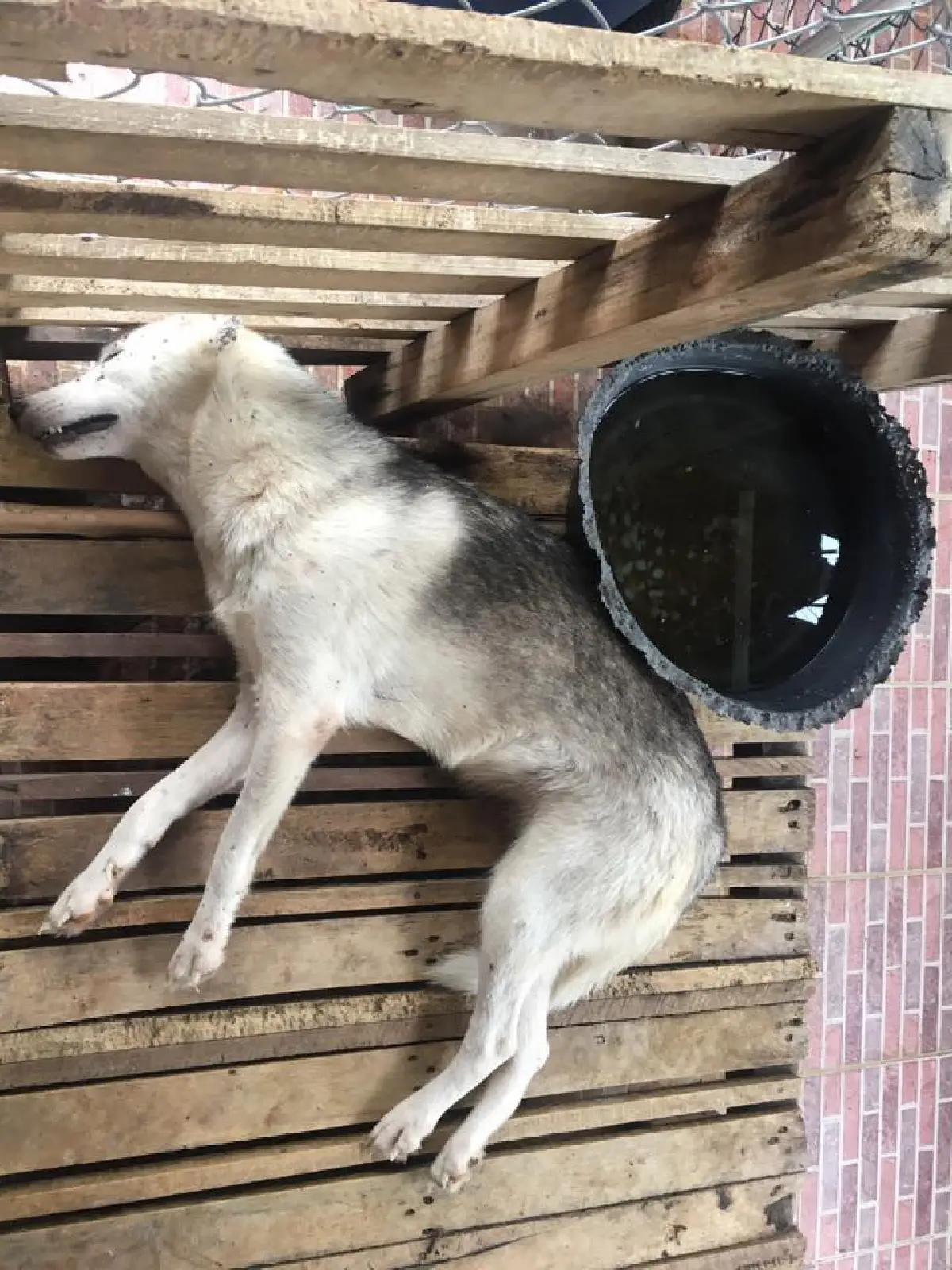 แชร์กระหึ่ม ปิดบ้านทิ้ง 'ไซบีเรีย' นอนตายอนาถ