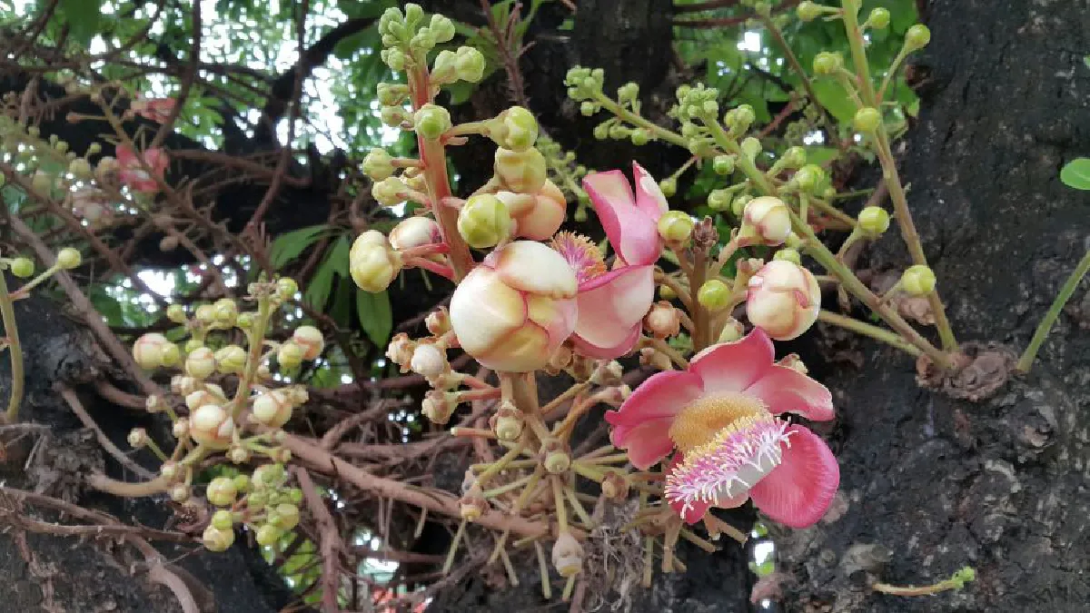 ต้นสาละลังกา 'ร.10' ทรงปลูกเมื่อ30ปี ออกดอกบานหอมทั่ววัดใหญ่