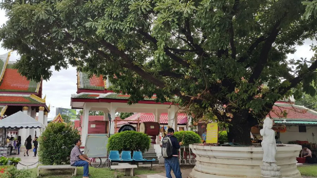 ต้นสาละลังกา 'ร.10' ทรงปลูกเมื่อ30ปี ออกดอกบานหอมทั่ววัดใหญ่