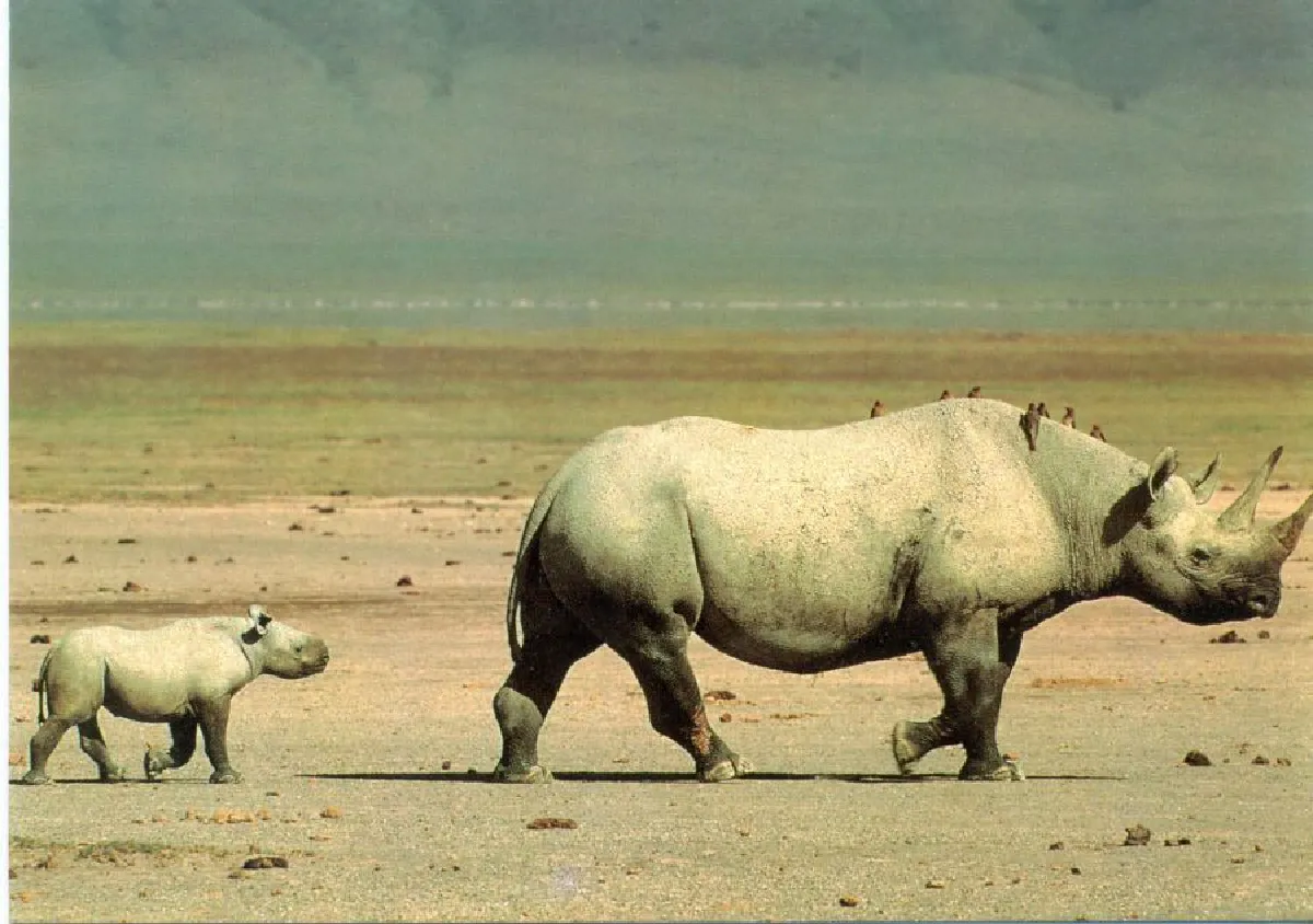 ประเทศไทยจะมีซาฟารีแล้ว!