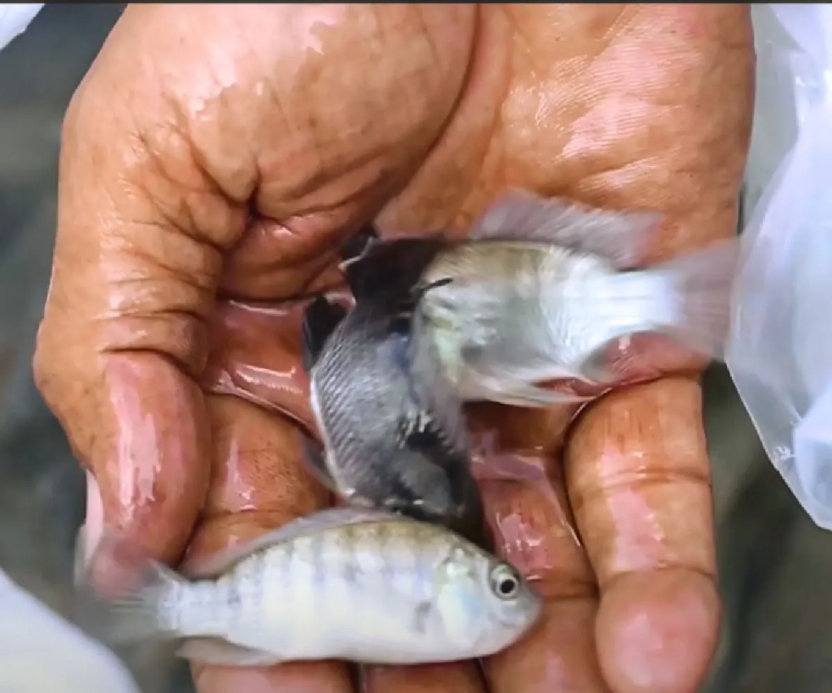 เกษตรดิจิทัล“เคล็ดไม่ลับ”  ผลิตปลานิลไร้กลิ่นโคลน