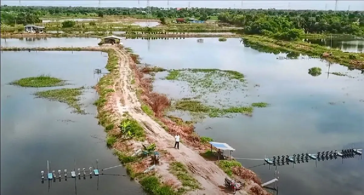 เกษตรดิจิทัล“เคล็ดไม่ลับ”  ผลิตปลานิลไร้กลิ่นโคลน