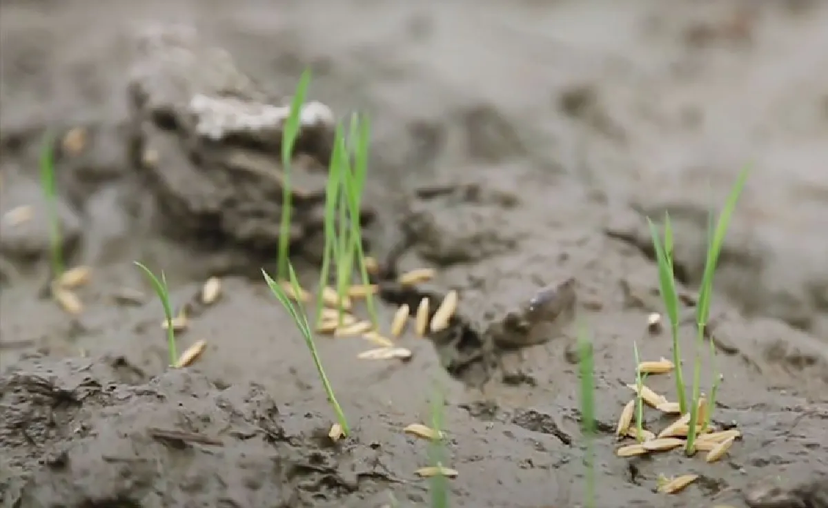 ภูมิปัญญา‘นาแห้งนาเปียก’ ลด‘ต้นทุน’ปลูกข้าวของไทย