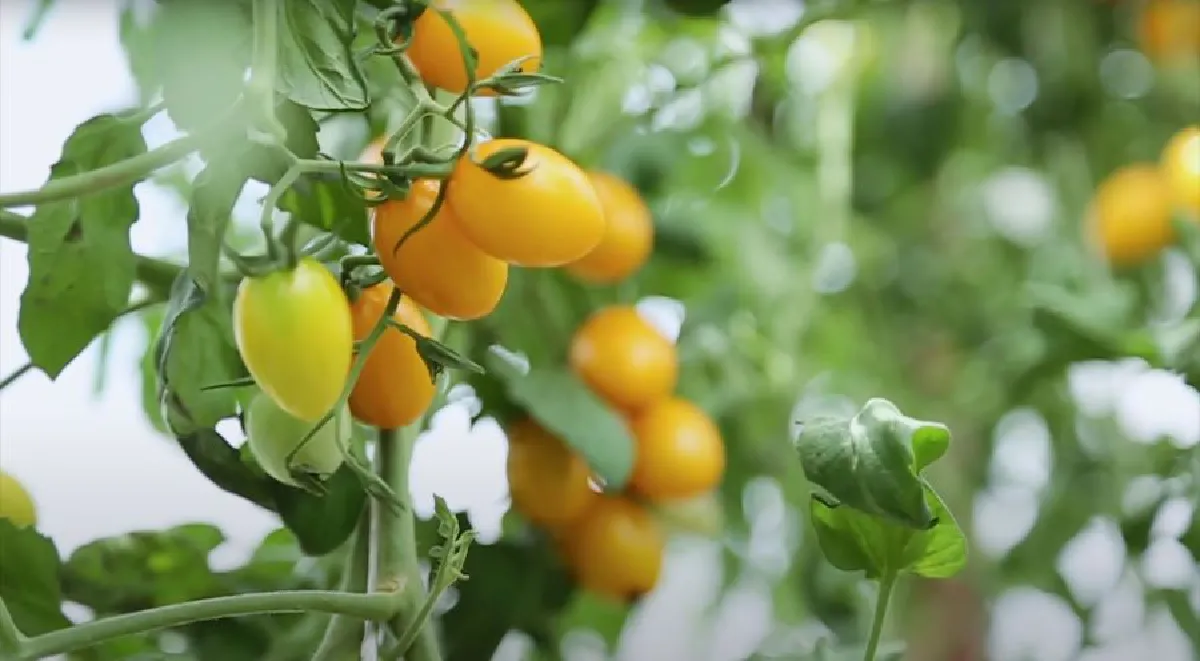 ‘มะเขือเทศ’แตะขอบฟ้า ต้นแบบ‘เกษตรกรรุ่นใหม่’