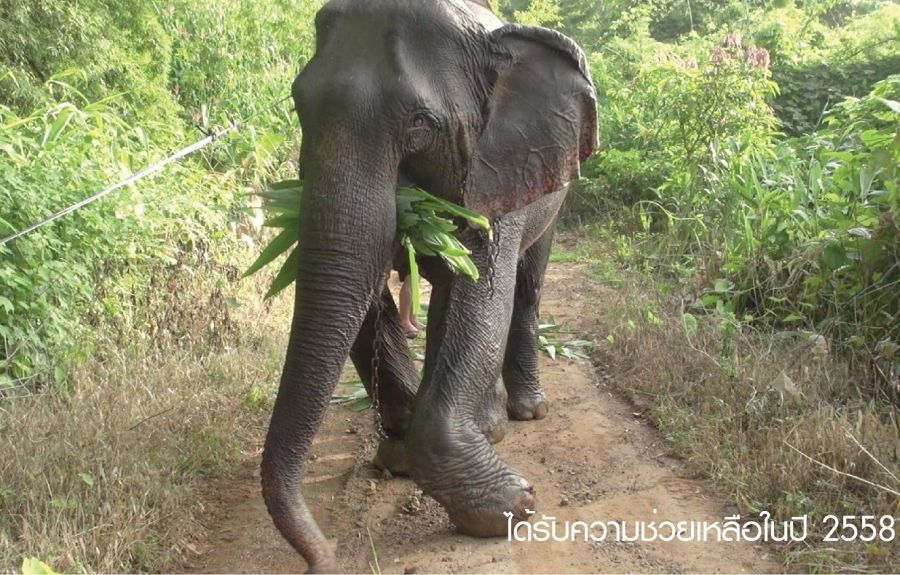 ‘ร่วมด้วยช่วยช้างไทย’ โดย THANN for Thai Elephant