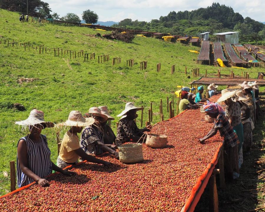 ‘Ethiopia Forest Coffee’ ปฏิบัติการพิทักษ์ ‘กาแฟป่า’