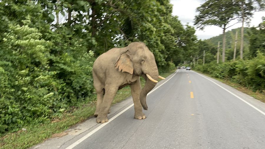 คลายปม ‘คน' กับ 'ช้าง’ อยู่ด้วยกันบ้านฉันบ้านเธอ