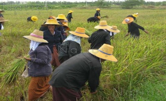 ทางรอด'ข้าวหอมมะลิไทย'บนการแข่งขันราคา