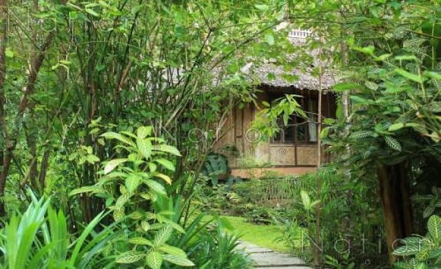 เฟิร์นริมธาร สวรรค์เมืองสามหมอก