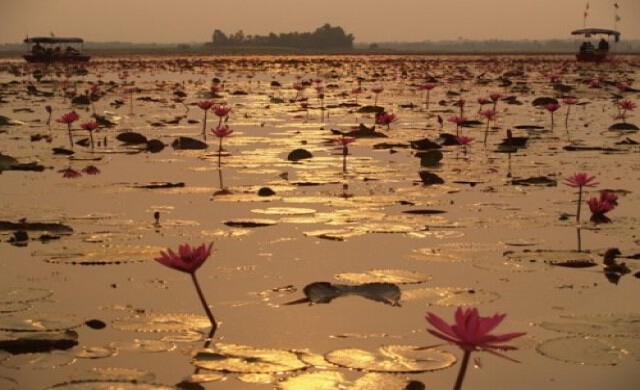 ยล'บัว' ทัวร์อุดรธานี