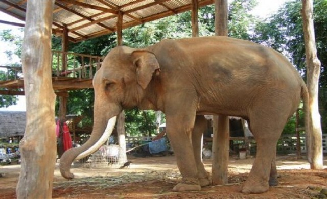 หยุดค้างาช้าง ล้างบาปประเทศไทย