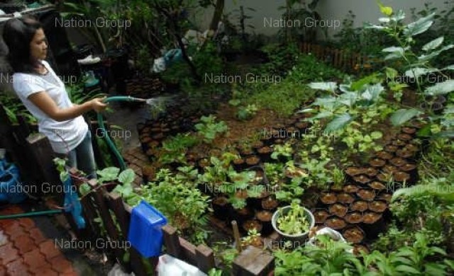 อาหารปลอดสารอยู่หลังบ้าน