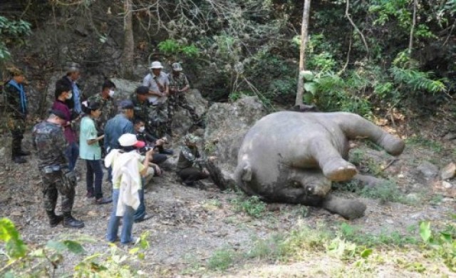 ปูดมีขาใหญ่หนุนหลัง ฆ่าช้างแก่งกระจาน