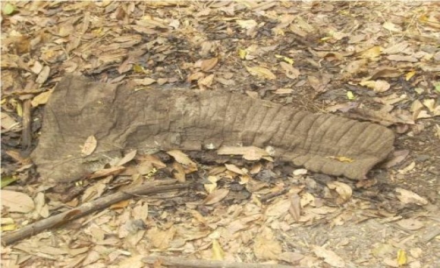 ปิดตลาดงาช้างเลือด