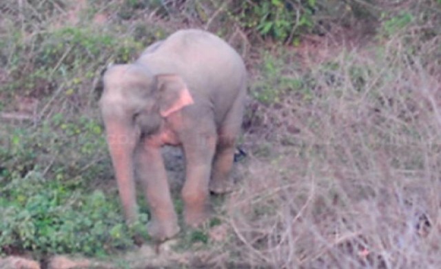 สำนักพระราชวังแจงยังไม่เคยพิสูจน์ช้างป่า