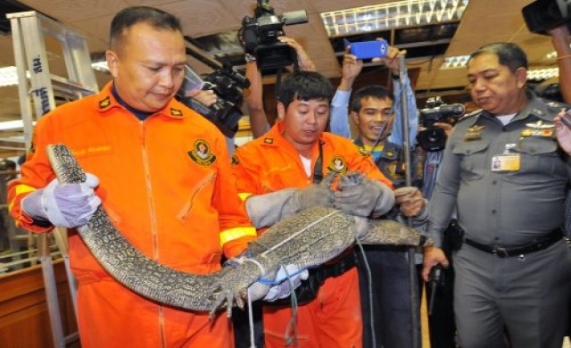 จับตัวเงินตัวทองบนฝ้าเพดานสภา
