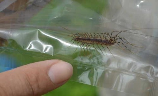 ตื่นแมลงประหลาดหน้าตาคล้ายตะขาบ