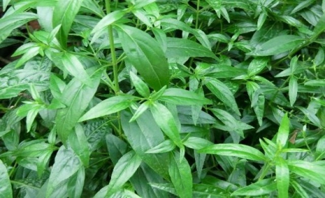 สมุนไพรต้านอนุมูลอิสระ