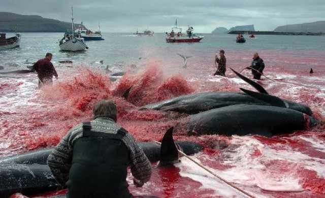 ญี่ปุ่นล่าวาฬได้น้อยสุดเป็นประวัติการณ์