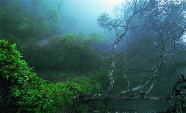 หวั่นถอดป่าดงพญาเย็น-เขาใหญ่บัญชีมรดกโลก