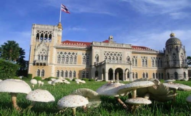 ฮือฮา!เห็ดเมางอกหน้าตึกไทยคู่ฟ้า