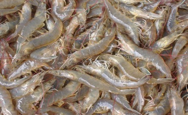 กุ้งไทยเฮหลุดมาตรการCVDสหรัฐ