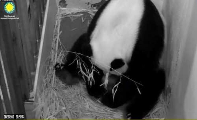 แพนด้ายักษ์ที่สหรัฐคลอดลูกตัวที่3