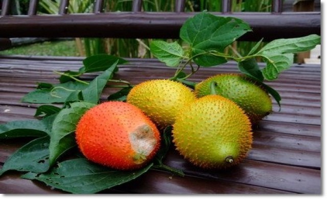 ฟักข้าว สุดยอดต้านอนุมูลอิสระ