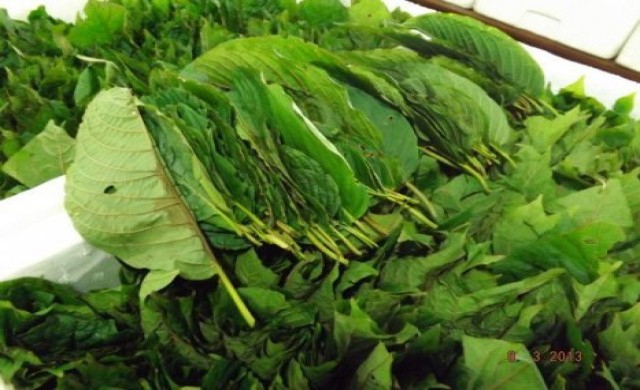 ประชาชน70.5%ระบุ'กระท่อม'เป็นยาเสพติด