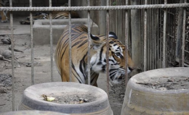 ชี้แก๊งล่าเสือป่าตะวันตกโยงค้าสัตว์ข้ามชาติ