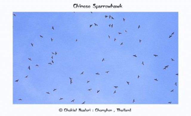 ชุมพร ตะลอนดูเหยี่ยว