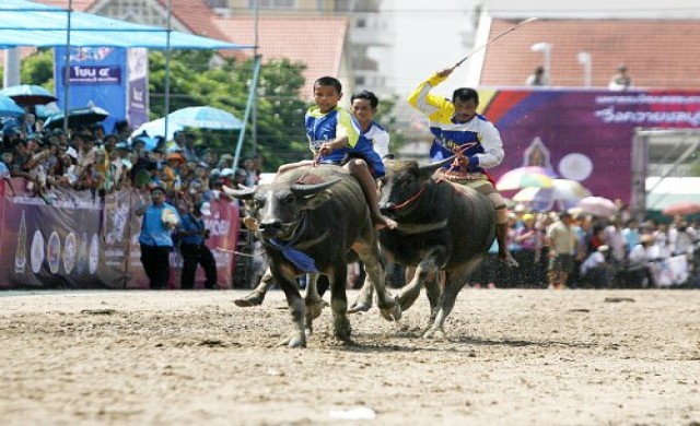ประเพณีวิ่งควาย