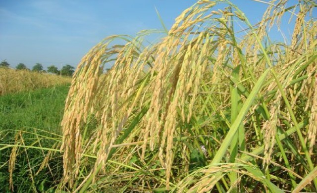 ข้าวพม่าจะแซงหน้าข้าวไทย ?